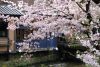京都祇園白川巽橋の桜